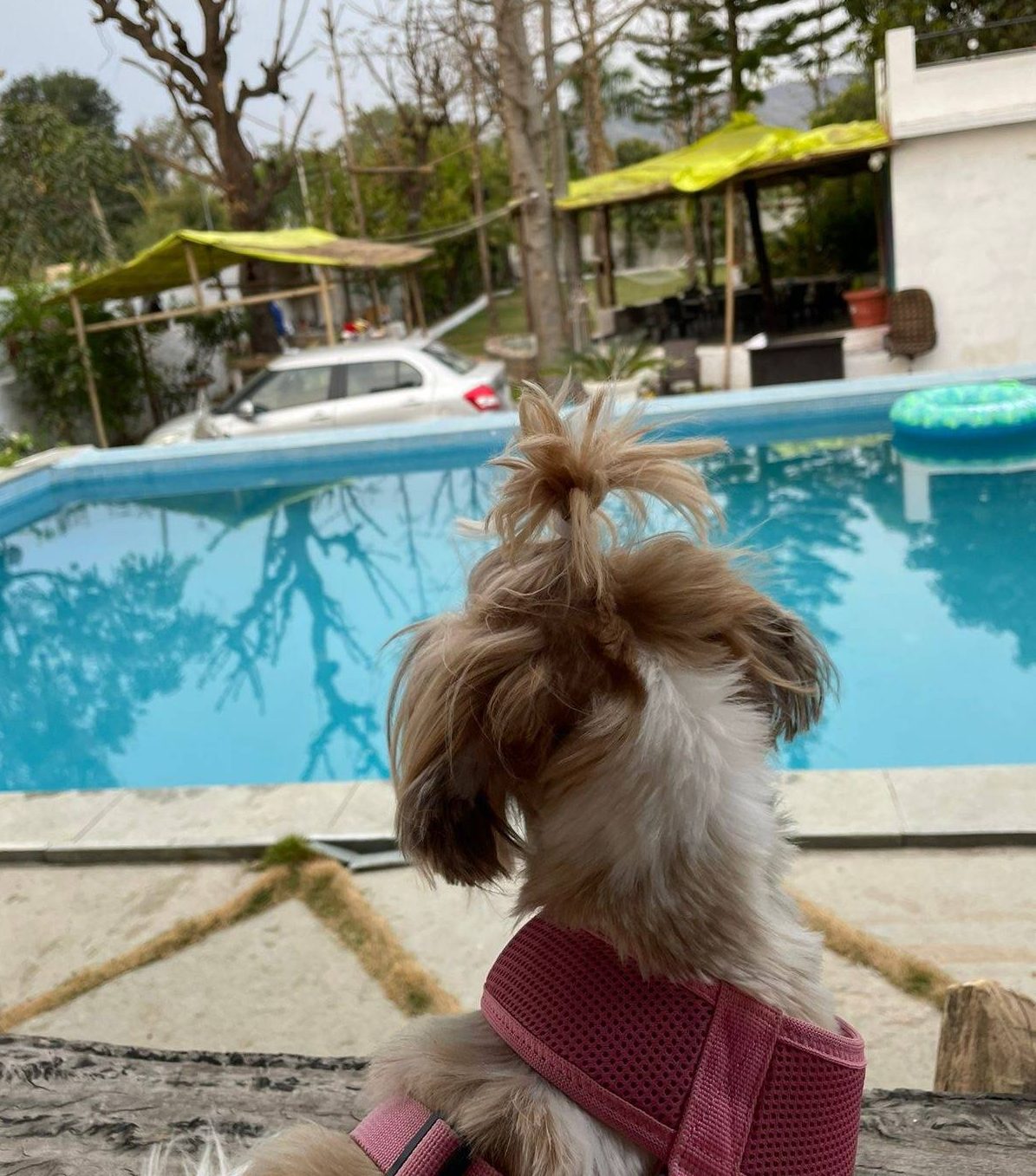 Pet Friendly Huge Villa in Udaipur